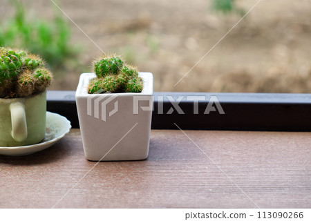 Charming Potted Bougainvillea Plant or Cactus Adorning the Backyard Garden. Home Decoration Style Charming Potted Bougainvillea Plant or Cactus Adorning the Backyard Garden. Home Decoration Style 113090266