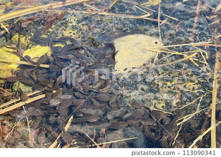 A group of frog eggs and tadpoles 113090341