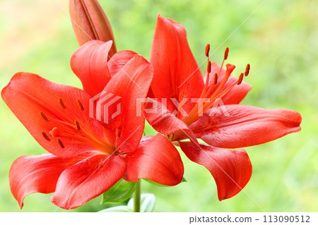 鮮紅百合，東方雜種，綠色自然背景，大花 113090512
