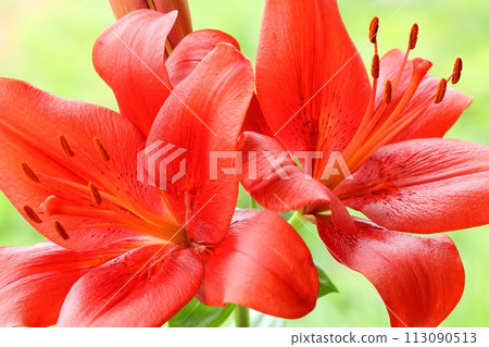 鮮紅百合，東方雜種，綠色自然背景，大花 113090513