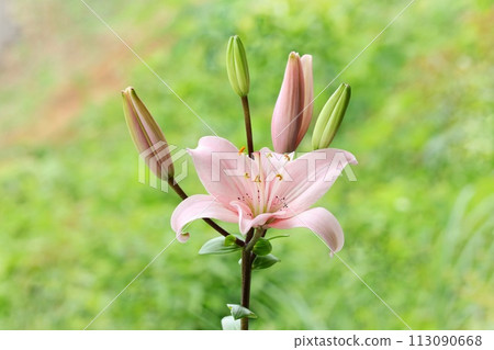 Pale pink lily, large flower, oriental hybrid, green natural background Pale pink lily, large flower, oriental hybrid, green natural background 113090668