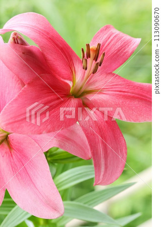 粉紅百合,大花,東方雜種,綠色自然背景 粉紅百合,大花,東方雜種,綠色自然背景 113090670