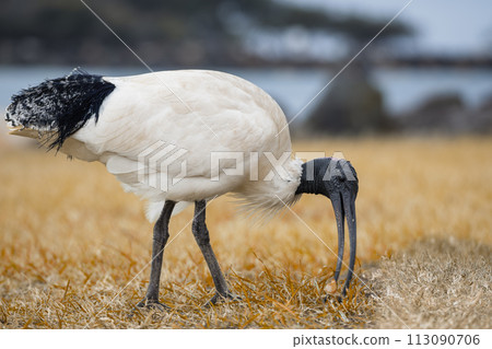 Australian White Ibis standing on grass field. Threskiornis molucca 113090706