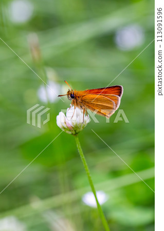 粉紅色系列 粉紅色系列 113091596