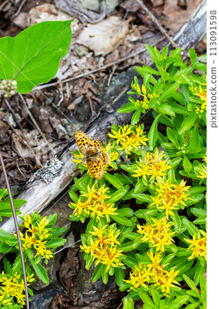Hosoba Hyouton 113091598