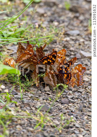 Nymph butterflies swarming around brown bear droppings Nymph butterflies swarming around brown bear droppings 113091632