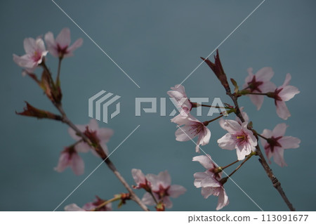 Cherry blossoms starting to bloom 113091677
