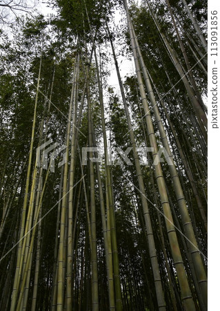 Kyoto in spring in Japan, cityscape around Arashiyama, tourist attraction bamboo forest path, close-up photo of lots of bamboo 113091856