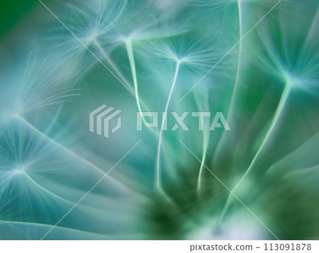 Blurred green abstract nature background. Spring summer selective focus dandelion background. Copy space 113091878