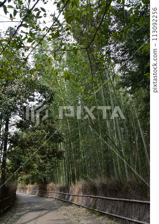 Kyoto in spring in Japan, the streets around Arashiyama, a bamboo forest path that is a tourist attraction, a mysterious path surrounded by lots of bamboo Kyoto in spring in Japan, the streets around Arashiyama, a bamboo forest path that is a tourist attraction, a mysterious path surrounded by lots of bamboo 113092256