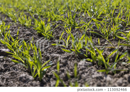 wheat field with green grass in sunny weather 113092466