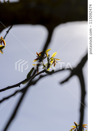 blooming walnut tree in the orchard 113092474
