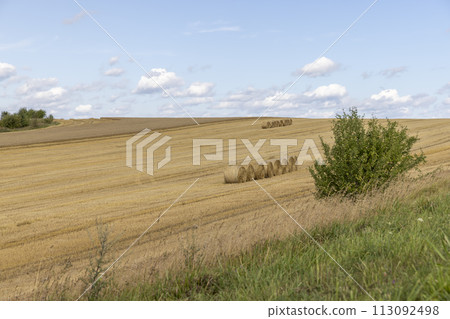 straw stacks in the field after the grain harvest straw stacks in the field after the grain harvest 113092498