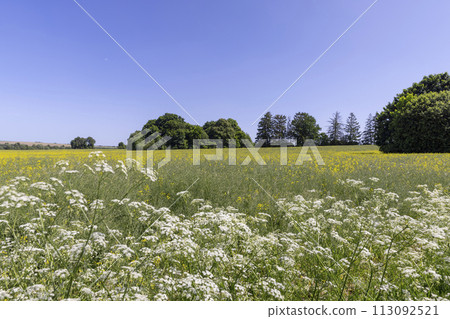grass and flowers weeds growing in the field in the summer 113092521