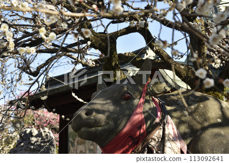 Kitano Tenmangu Shrine, a patted cow surrounded by plums 113092641