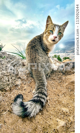 Funny Cat with Green Eyes is Sitting in Wild Place, Looking Back at Camera, Vertical Frame. 113092644