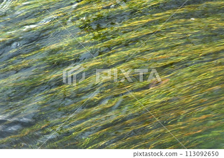green water plant flowing from water in lake green water plant flowing from water in lake 113092650