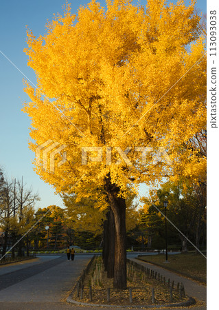 Yellow colored Ginkgo trees Yellow colored Ginkgo trees 113093038