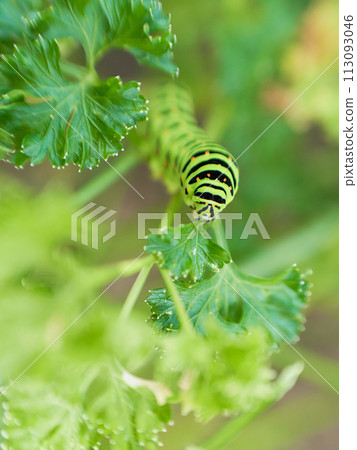 A swallowtail butterfly larva munching silently on parsley leaves 113093046