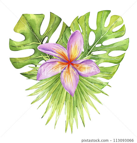 ropical flowers and leaves composition isolated on white background. Plumeria, palm leaf, monstera arrangement. Watercolor exotic floral illustration for decoration and print. ropical flowers and leaves composition isolated on white background. Plumeria, palm leaf, monstera arrangement. Watercolor exotic floral illustration for decoration and print. 113093066
