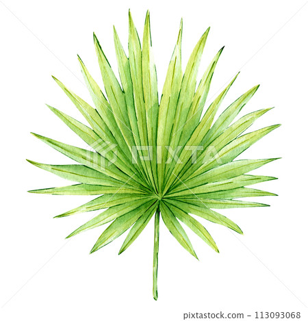Tropical palm leaf illustration isolated on white background. Hand drawn exotic greenery. Watercolor painted floral clipart for decoration and print, greeting cards, invitations Tropical palm leaf illustration isolated on white background. Hand drawn exotic greenery. Watercolor painted floral clipart for decoration and print, greeting cards, invitations 113093068