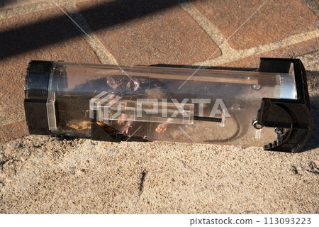 Close-up view of a rat trapped in a transparent rodent catcher. Close-up view of a rat trapped in a transparent rodent catcher. 113093223