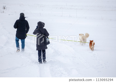 A man and a woman walk with their dogs in the snow on a winter day A man and a woman walk with their dogs in the snow on a winter day 113093294