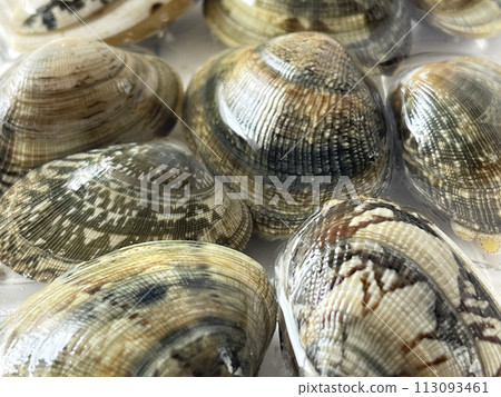Taste of spring: freshly caught Asari shellfish Taste of spring: freshly caught Asari shellfish 113093461