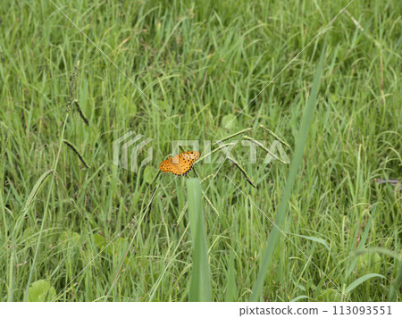 Walk in Kasuga Park - Black-tailed Fritillary Fritillary in the grass Haramachi, Kasuga City, Fukuoka Prefecture Walk in Kasuga Park - Black-tailed Fritillary Fritillary in the grass Haramachi, Kasuga City, Fukuoka Prefecture 113093551
