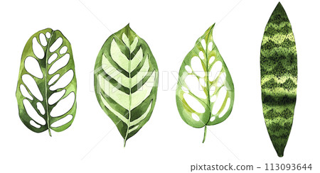 Watercolor hand drawn tropical leaves bundle. Exotic botanical illustration. Floral clipart set. Perfect for invitation, greeting cards, packaging, scrapbooking 113093644