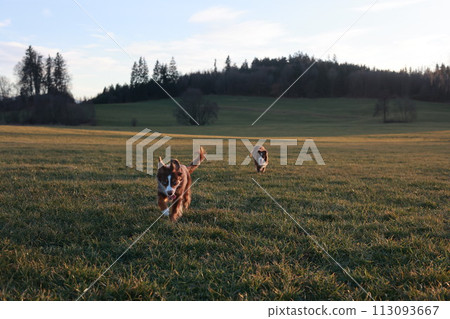 Two dogs are running in a field Two dogs are running in a field 113093667