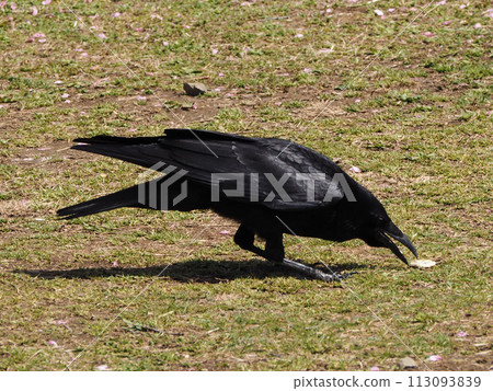 crow picking up food 113093839