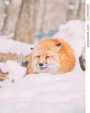 我在冬季森林遇到的一隻紅狐 113093895