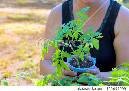 Seedlings are prepared for planting in plastic trays before they are transplanted 113094009