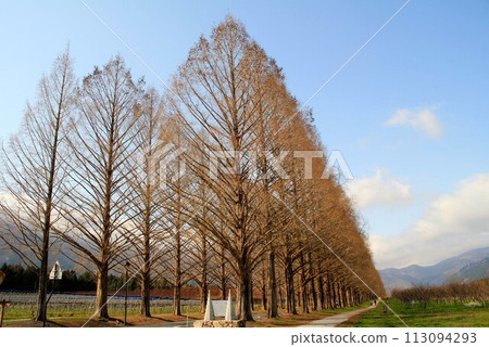 高島市水杉大道 高島市水杉大道 113094293