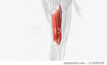 Anterior compartment muscles of right thigh Anterior compartment muscles of right thigh 113094305