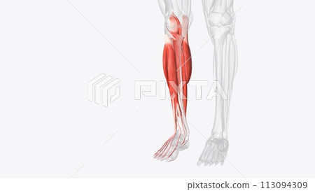 Muscles of right Iower leg 113094309