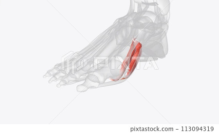 The primary function of the flexor hallucis brevis is flexion of the great toe at the metatarsophalangeal joint The primary function of the flexor hallucis brevis is flexion of the great toe at the metatarsophalangeal joint 113094319