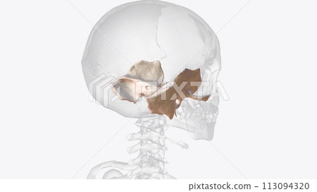 The temporal bone contributes to the lower lateral walls of the skull 113094320