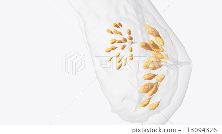 Lobes of mammary gland Lobes of mammary gland 113094326