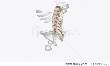 Abdomen Transverse, Vertebral column Abdomen Transverse, Vertebral column 113094327