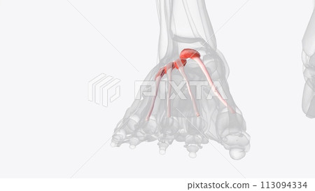 Superficial dorsal muscles of right foot Superficial dorsal muscles of right foot 113094334