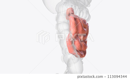 The jejunum is one of three sections that make up the small intestine 113094344