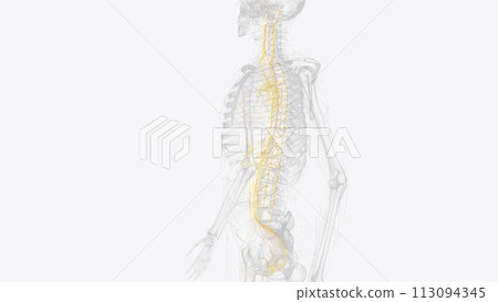 The autonomic nervous system is a component of the peripheral nervous system that regulates involuntary physiologic processes including heart rate 113094345