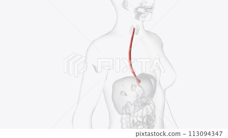 The esophagus is the hollow, muscular tube that passes food and liquid from your throat to your stomach The esophagus is the hollow, muscular tube that passes food and liquid from your throat to your stomach 113094347