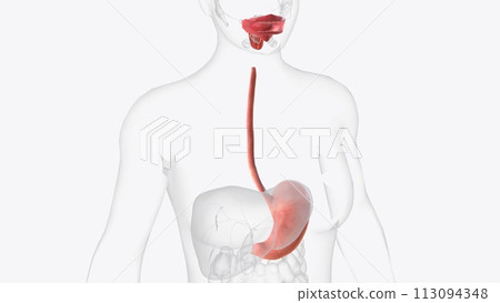 Upper gastrointestinal tract 3d medical Upper gastrointestinal tract 3d medical 113094348
