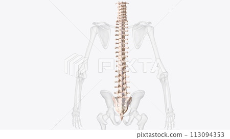 The vertebral column surrounds the spinal cord which travels within the spinal canal, The vertebral column surrounds the spinal cord which travels within the spinal canal, 113094353