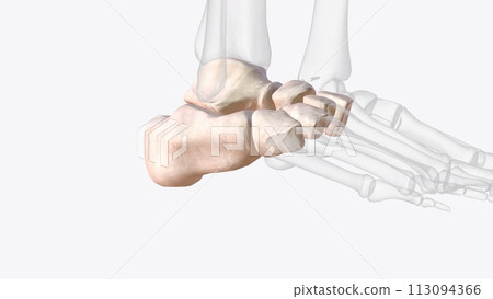 Tarsal bones of right ankle and foot 113094366