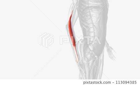 The brachioradialis is a superficial forearm muscle located in the lateral forearm 113094385