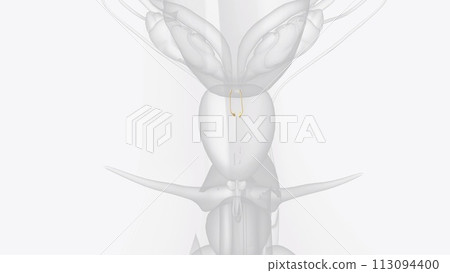 The ejaculatory ducts (ductus ejaculatorii) are paired structures in male reproductive system The ejaculatory ducts (ductus ejaculatorii) are paired structures in male reproductive system 113094400